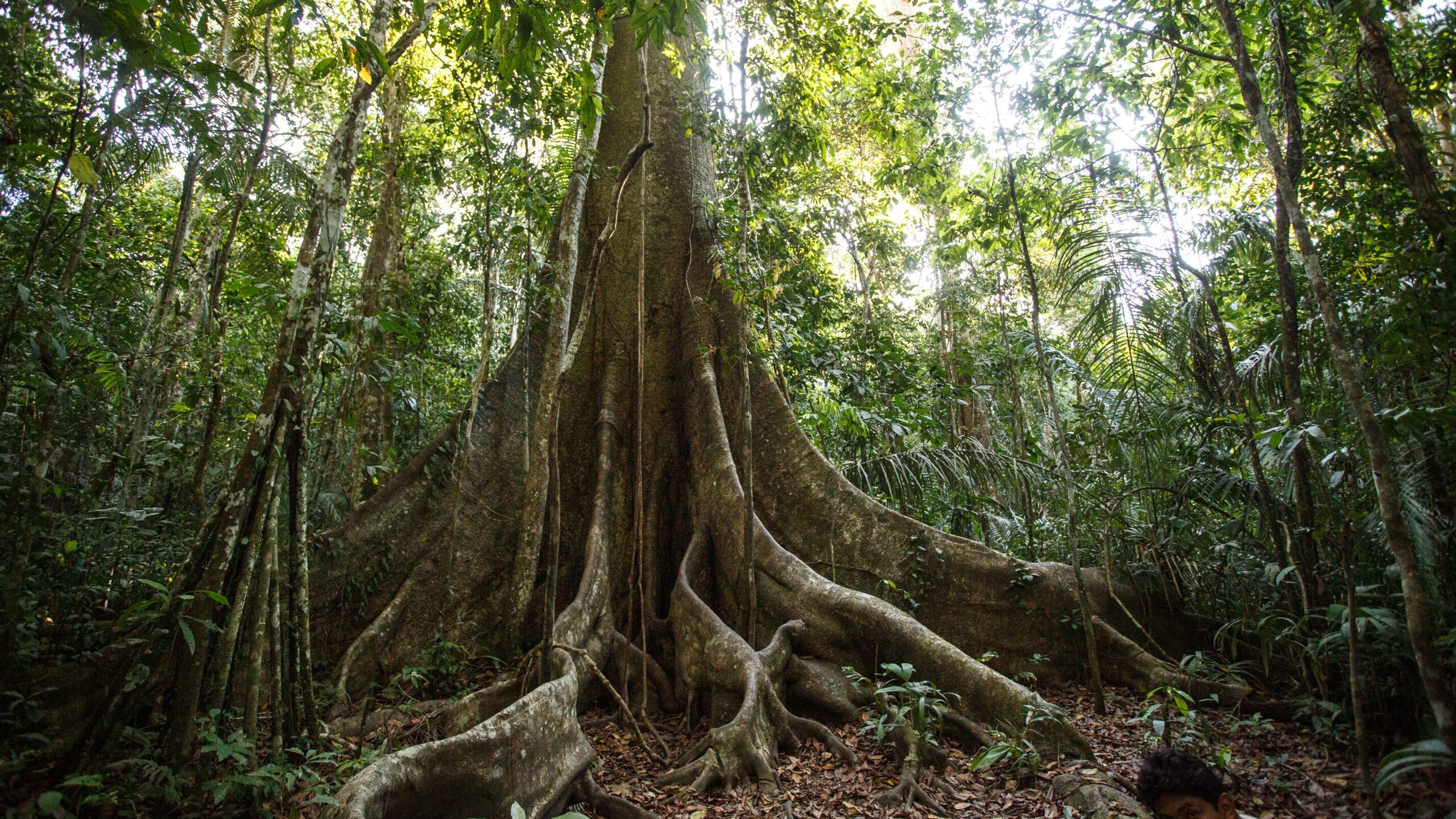 Amazon Forest Trees Increasing in Size Due to Rising Atmospheric CO2 Levels