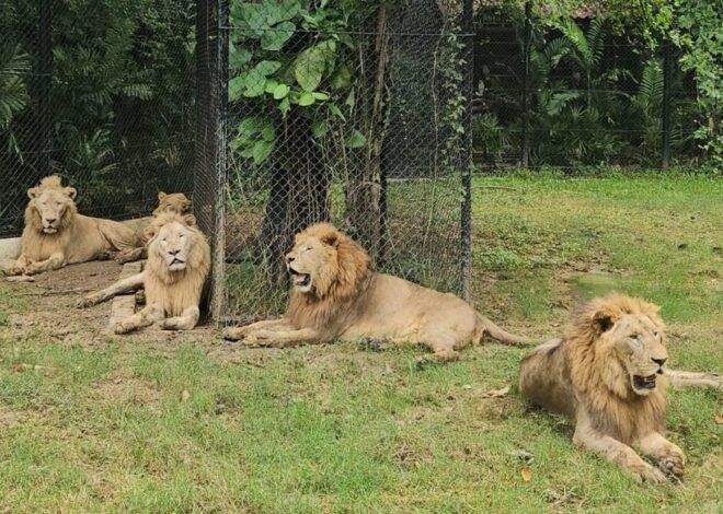 Zookeeper mauled to death by lions after stepping out of car at safari park in Thailand