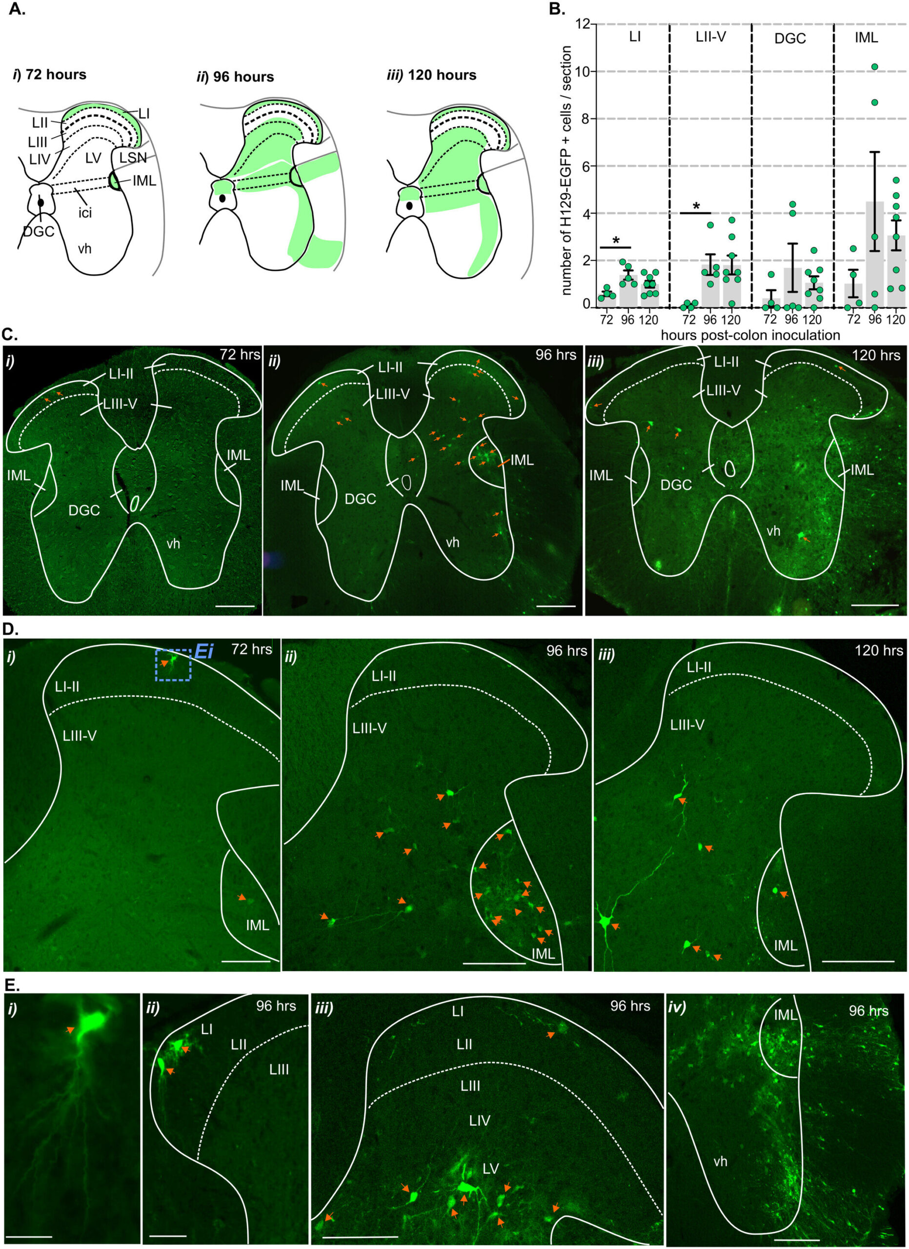 New insights into the gut–brain axis decode chronic pain pathways