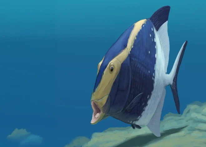 Fossil reveals a 310-million-year-old fish that ate with a hidden second jaw