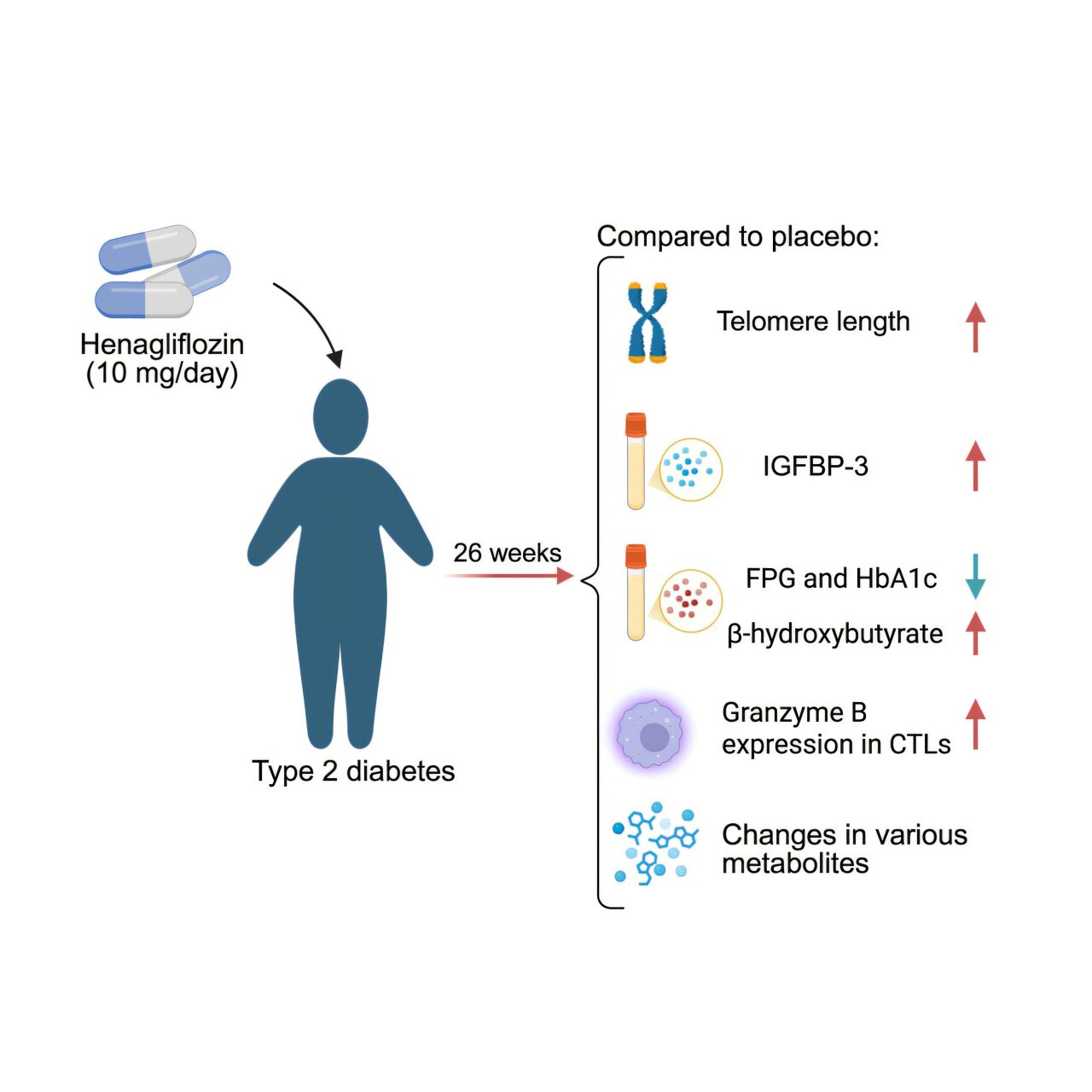 Popular diabetes drug shows anti-aging effects among patients with type 2 diabetes
