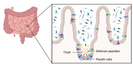 Genetic peptides that shape gut bacteria may protect against obesity and diabetes