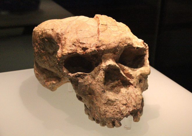 Ancient 1-Million-Year-Old Skull from China Reveals Insights into Neanderthal, Denisovan, and Human Origins
