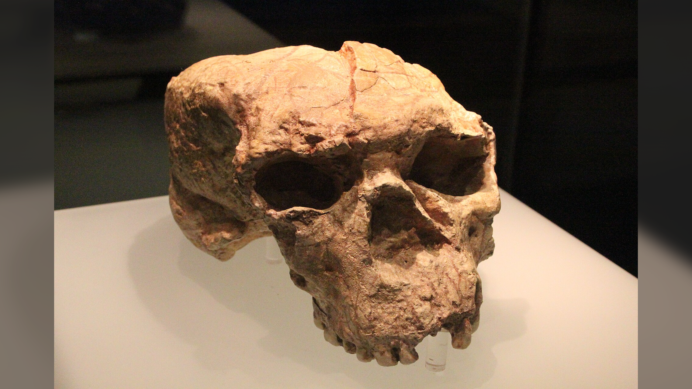 Ancient 1-Million-Year-Old Skull from China Reveals Insights into Neanderthal, Denisovan, and Human Origins