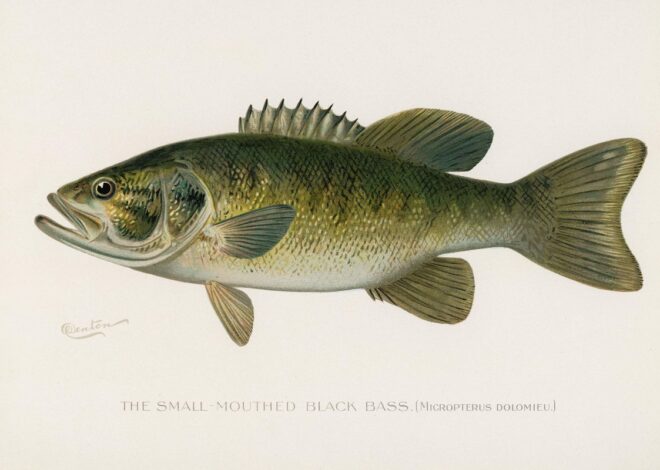 Smallmouth Bass Adapt to Escape Electric Culling in Adirondack Lake