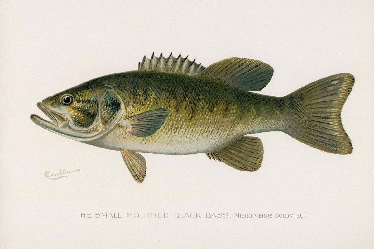 Smallmouth Bass Adapt to Escape Electric Culling in Adirondack Lake
