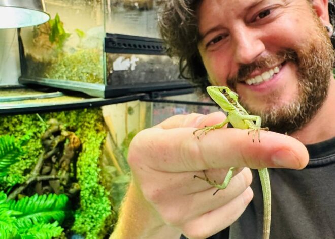 Iguana’s “virgin birth” hailed by zookeepers as “one of the rarest events in the animal kingdom”