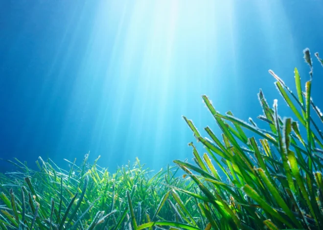 Seagrass found to be a powerful carbon sponge with a surprising weakness