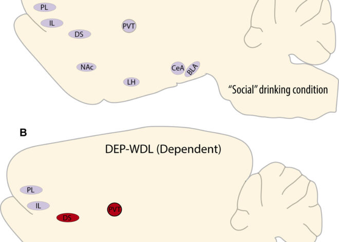 Study finds key brain area drives alcohol-seeking to escape withdrawal stress