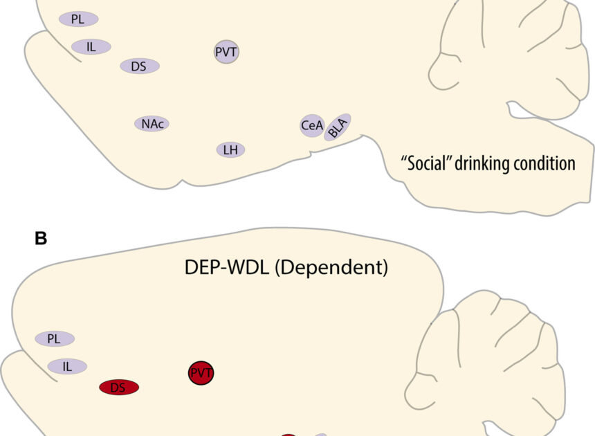 Study finds key brain area drives alcohol-seeking to escape withdrawal stress