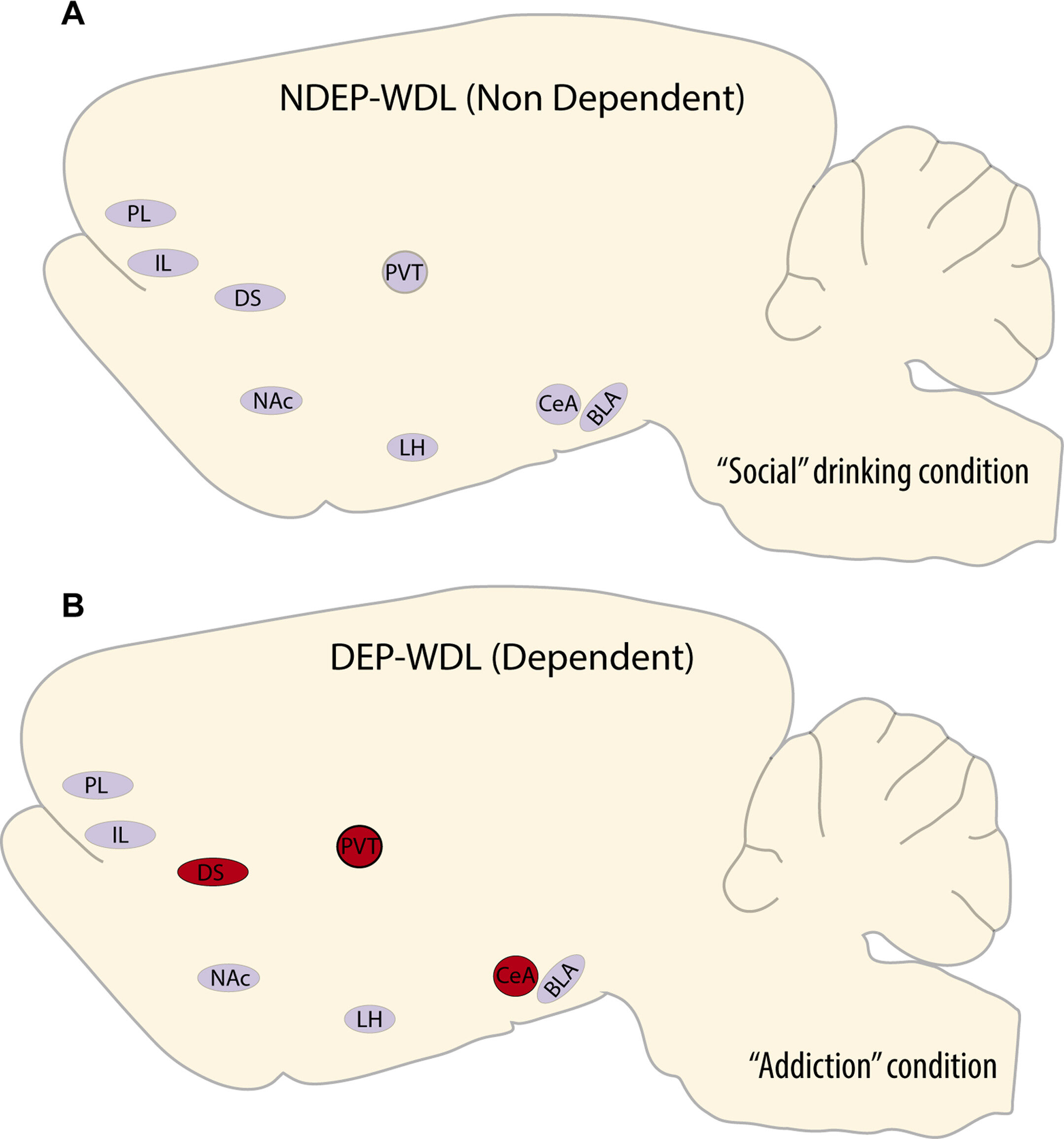 Study finds key brain area drives alcohol-seeking to escape withdrawal stress