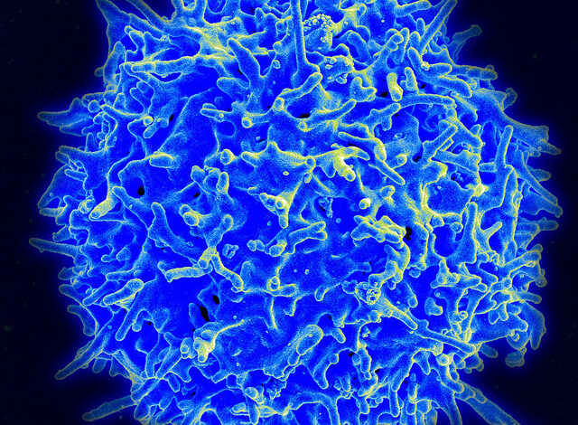 Engineered antibodies can direct T-cells to kill cytomegalovirus-infected cells