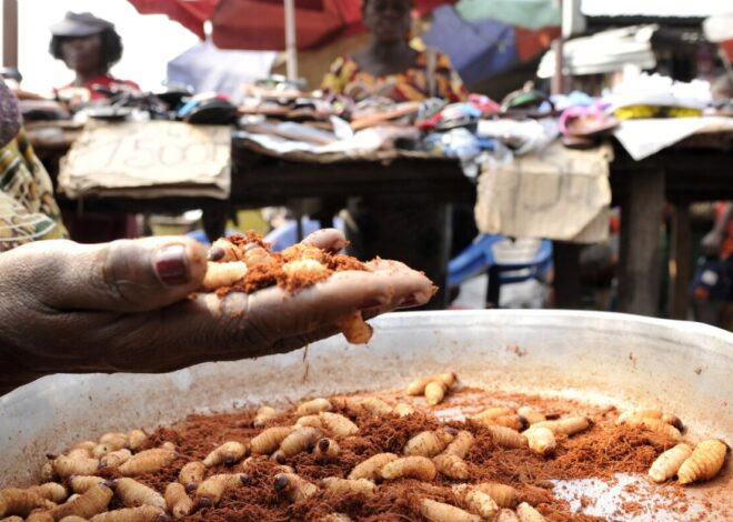 Discover the Protein-Packed Delicacy of Congo: A Culinary Treasure You Can’t Miss!