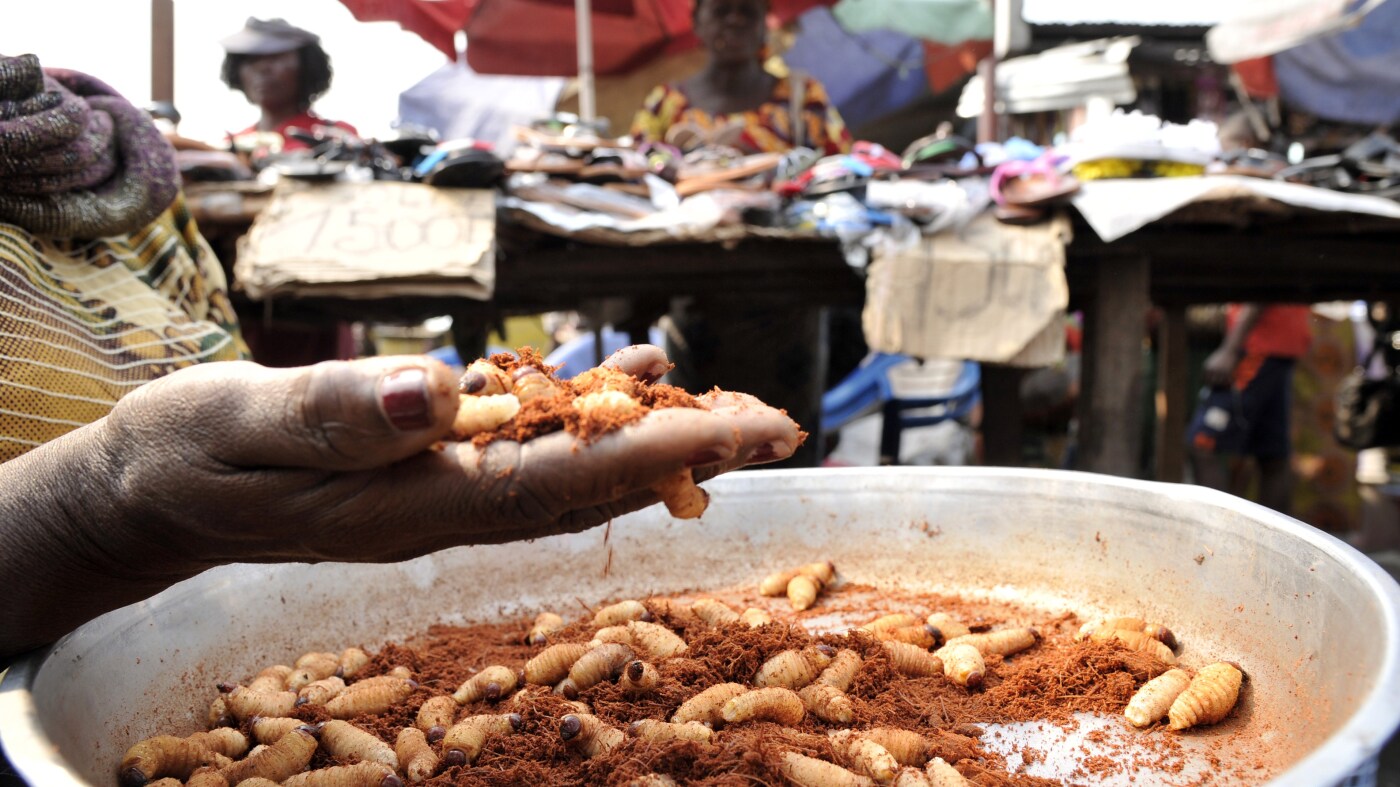 Discover the Protein-Packed Delicacy of Congo: A Culinary Treasure You Can’t Miss!
